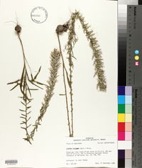 Liatris elegans image