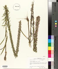 Liatris elegans image