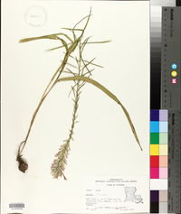 Liatris elegans image