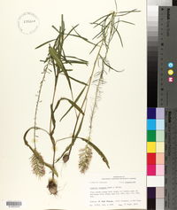 Liatris elegans image