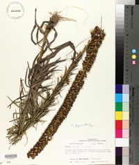 Liatris pycnostachya image