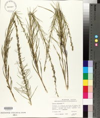 Liatris mucronata image