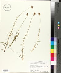 Image of Marshallia tenuifolia
