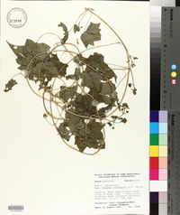 Mikania cordifolia image