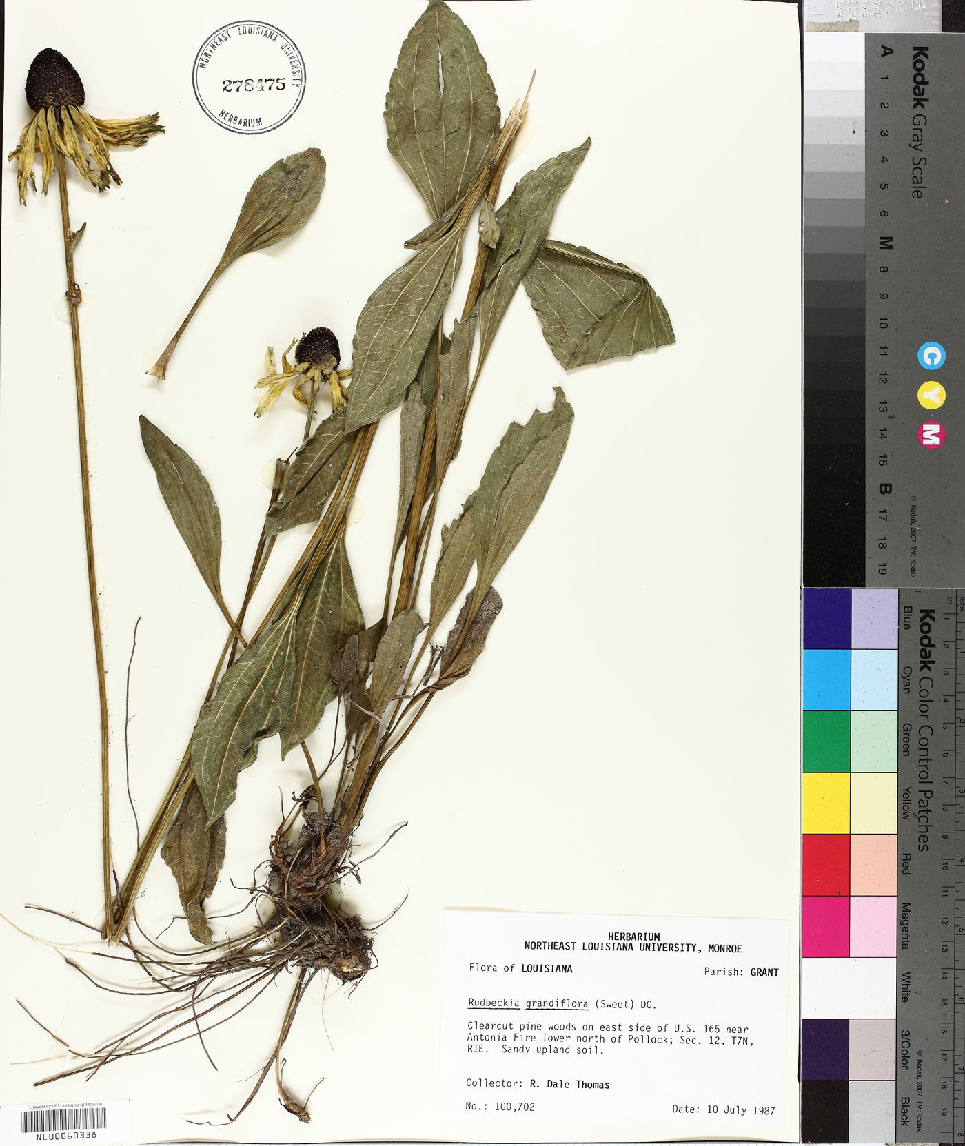 Rudbeckia grandiflora image