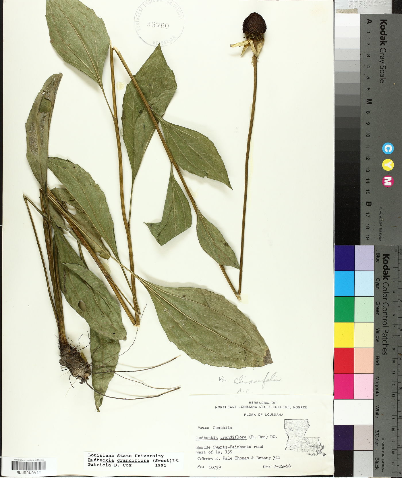 Rudbeckia grandiflora var. grandiflora image