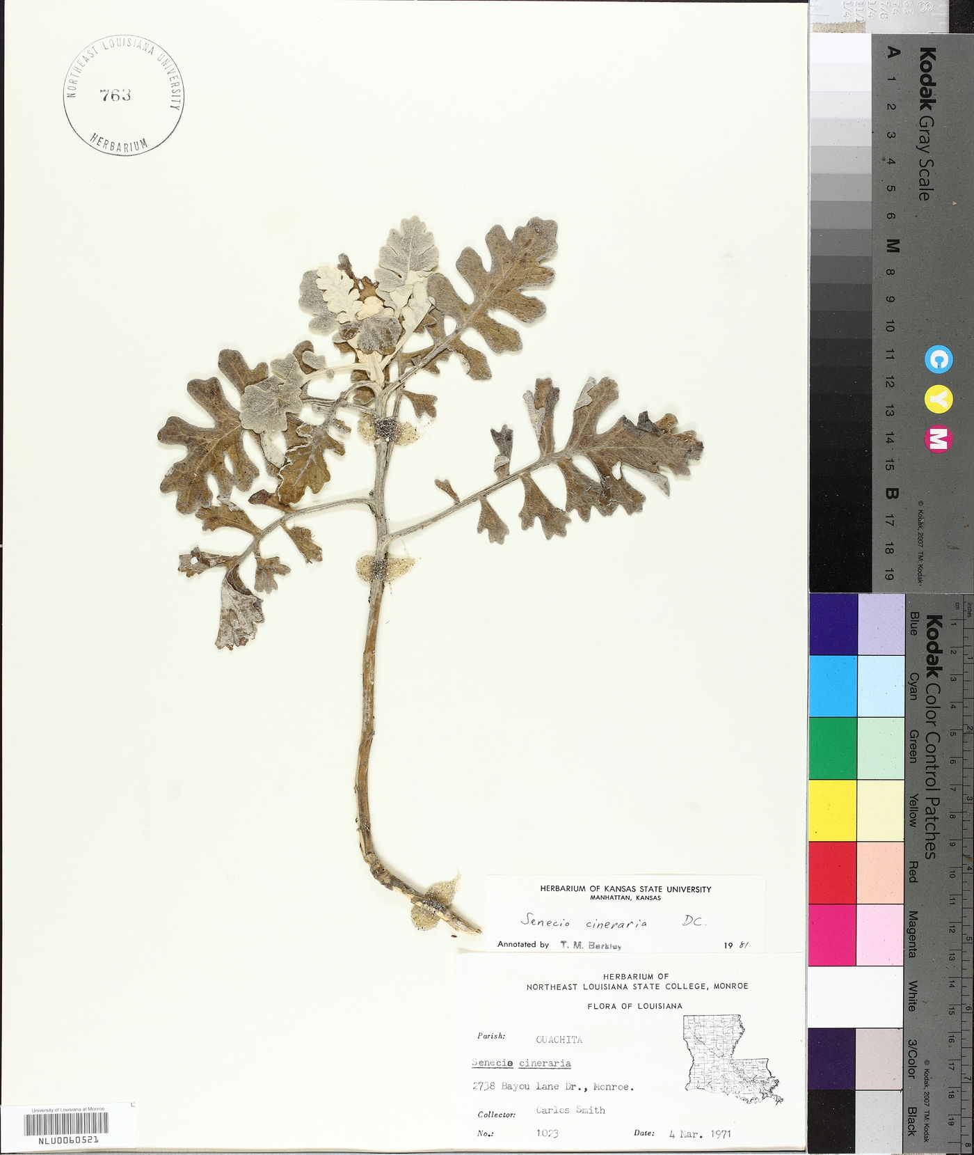 Senecio bicolor subsp. cineraria image