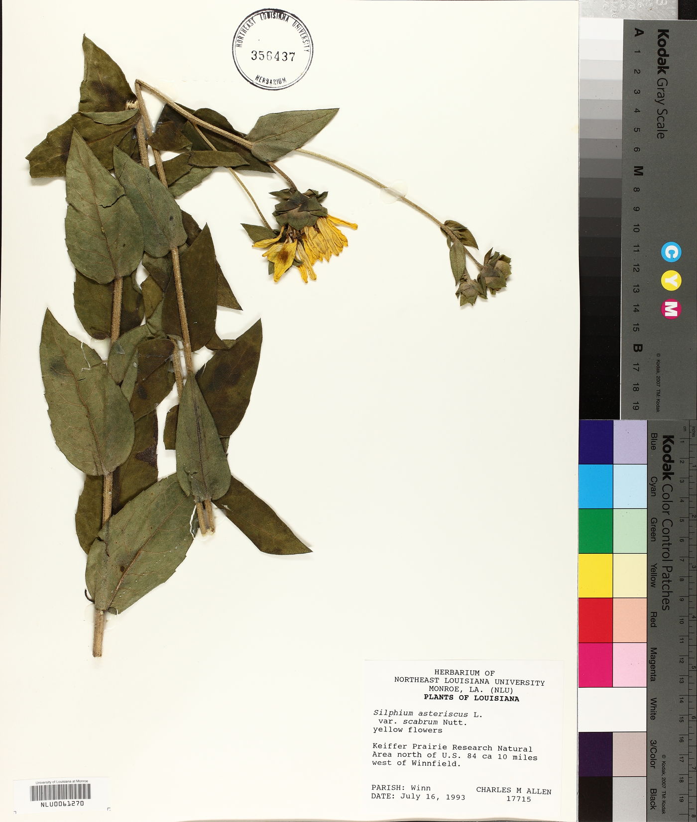 Silphium radula image