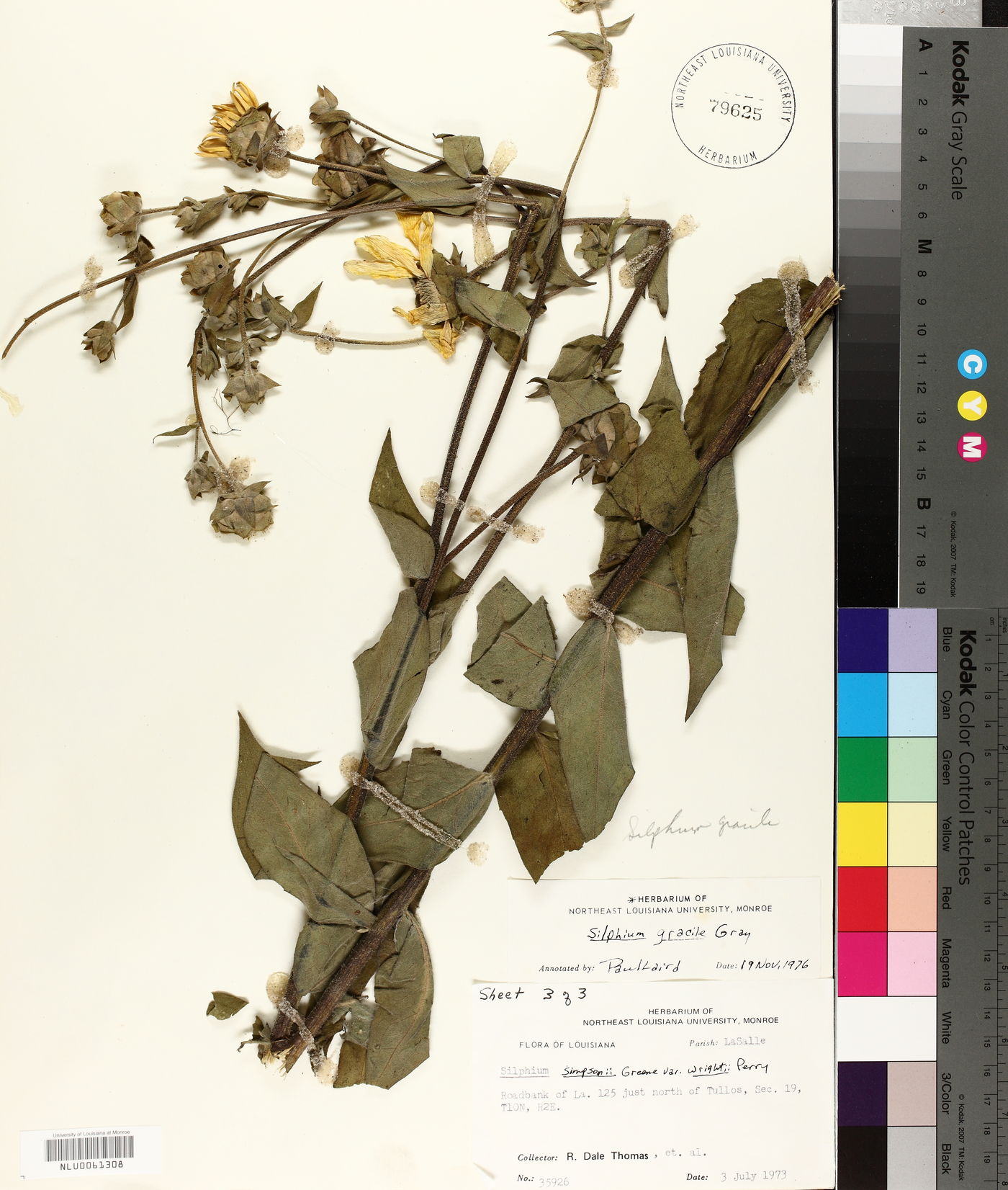 Silphium gracile image