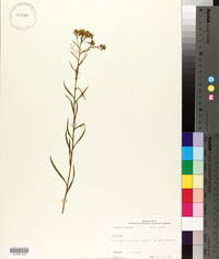 Solidago nitida image