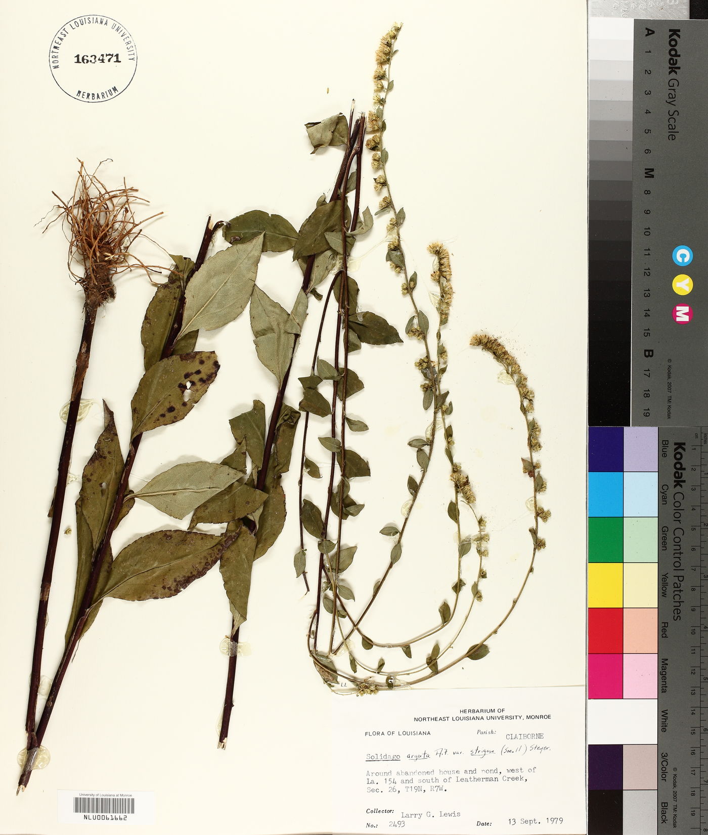 Solidago arguta var. boottii image