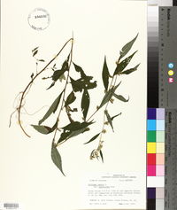 Solidago caesia var. zedia image