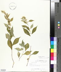 Solidago caesia var. zedia image