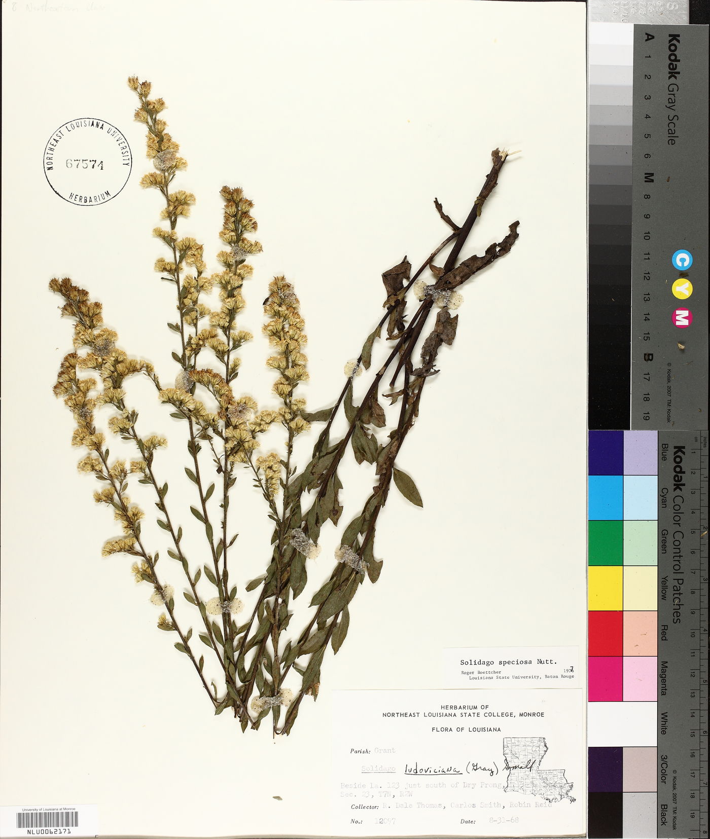 Solidago ludoviciana image