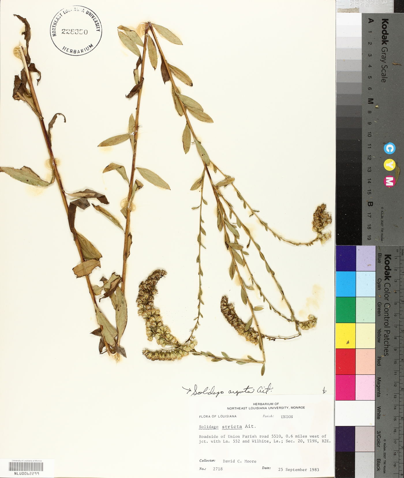 Solidago ludoviciana image