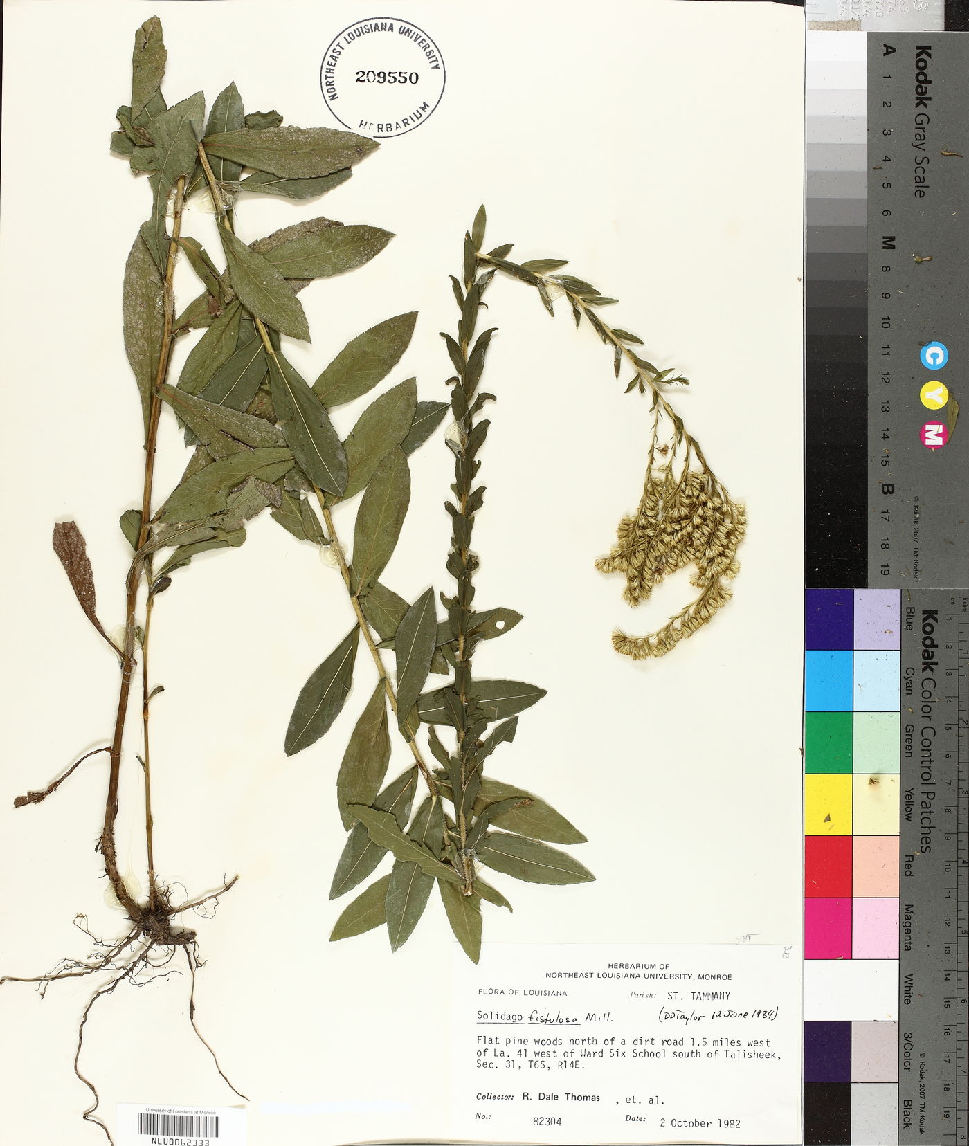Solidago fistulosa image