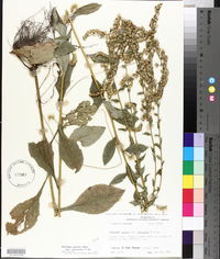 Solidago salicina image