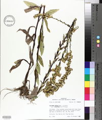 Solidago salicina image