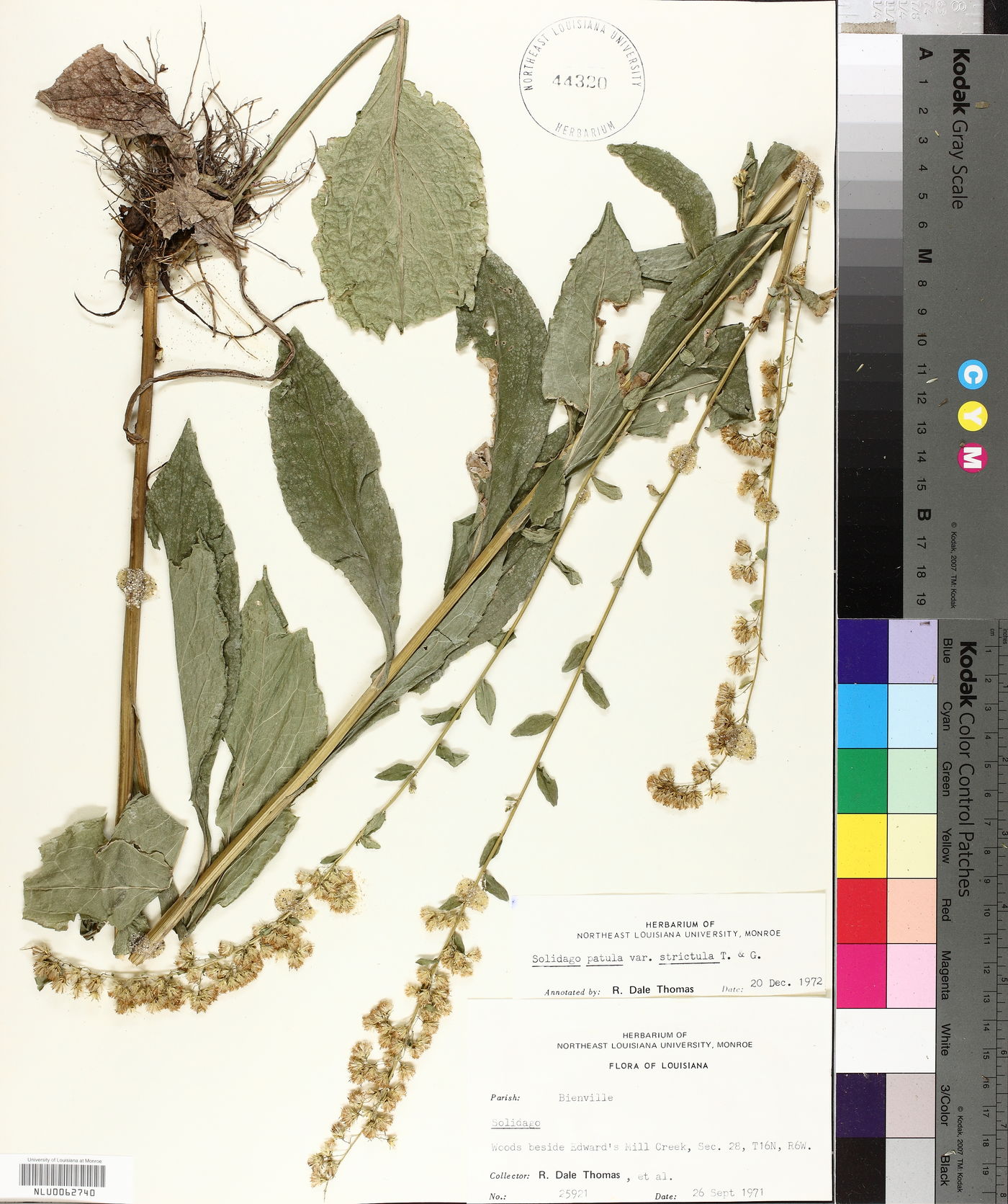 Solidago salicina image