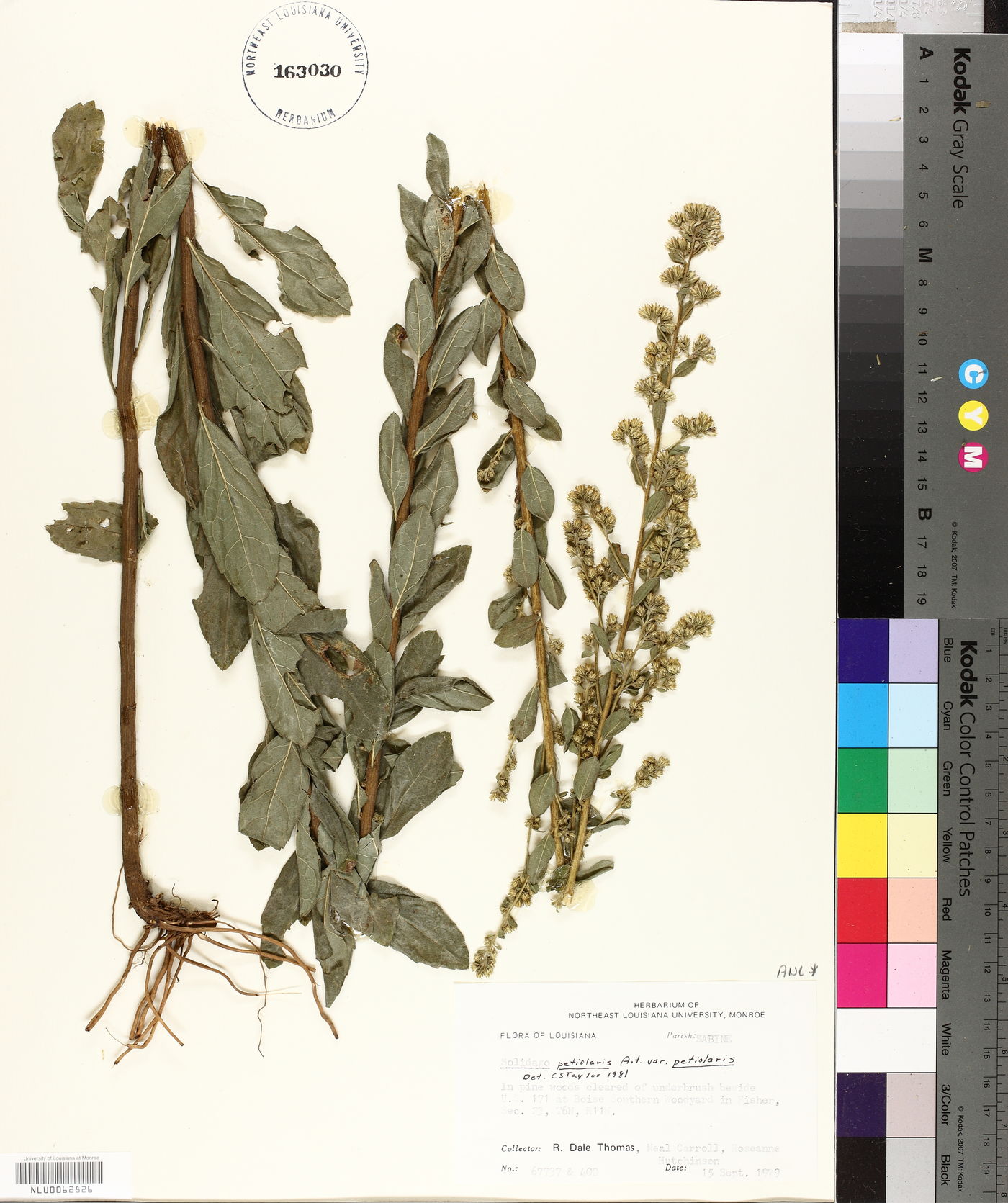 Solidago petiolaris var. angusta image