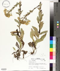 Solidago rigida image