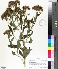 Verbesina virginica image