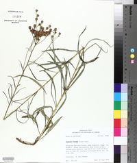Vernonia texana image