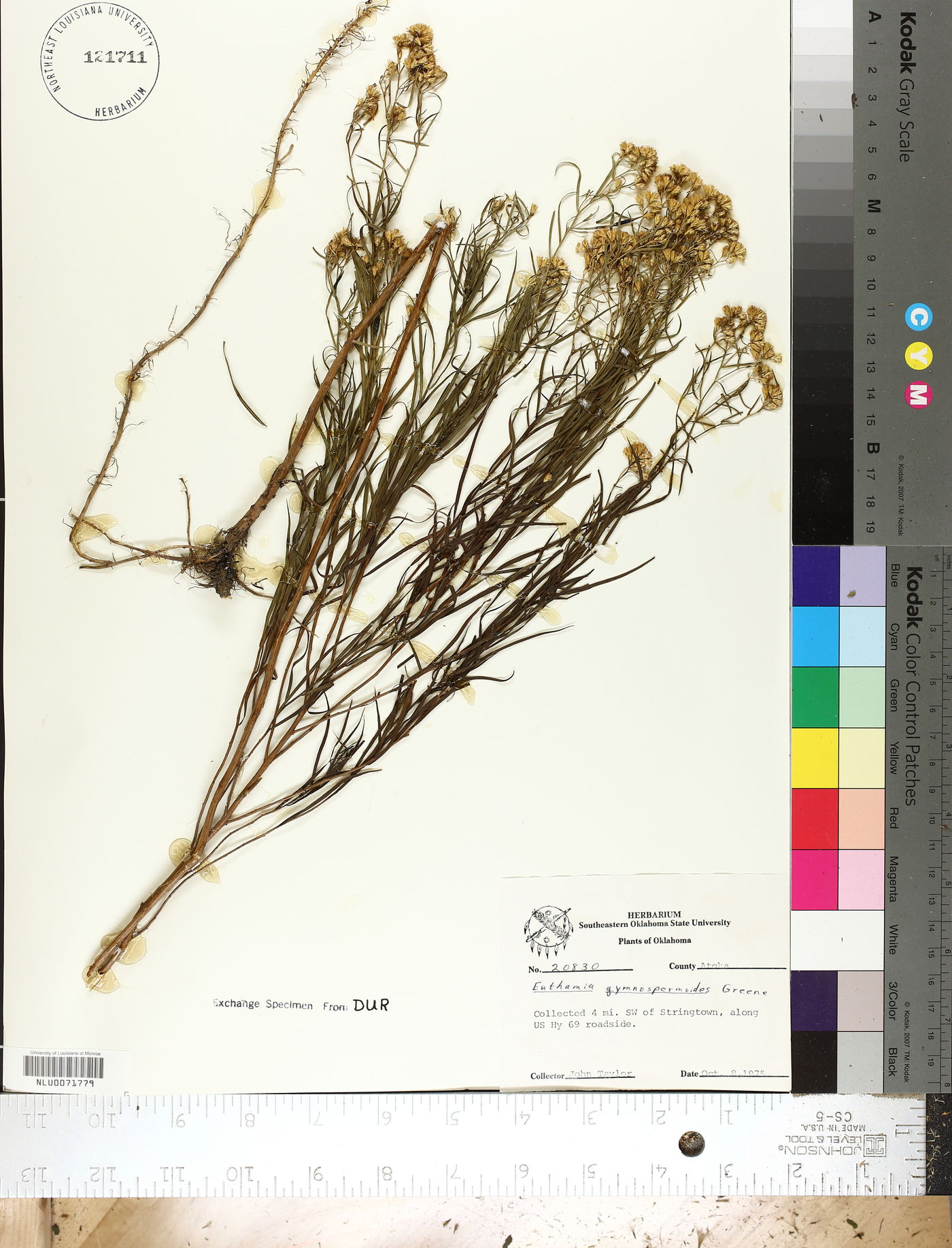 Euthamia gymnospermoides image