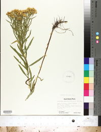 Euthamia graminifolia var. major image