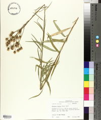 Vernonia texana image