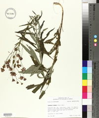Vernonia texana image