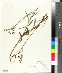 Vernonia texana image
