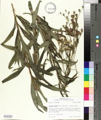 Vernonia texana image