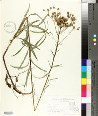 Vernonia texana image