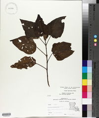 Catalpa bignonioides image