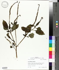 Heliotropium indicum image