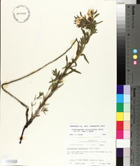 Lithospermum caroliniense image