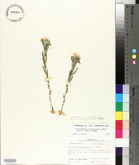 Lithospermum canescens image