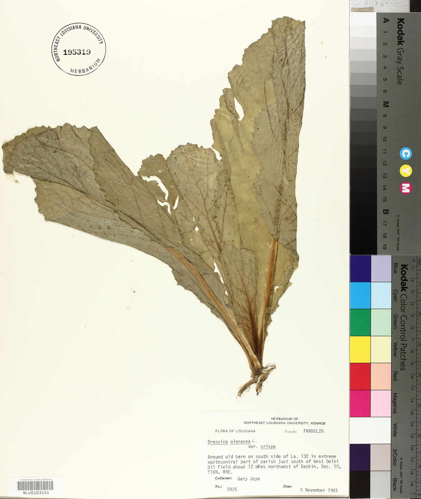 Brassica oleracea image