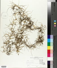 Tillandsia usneoides image