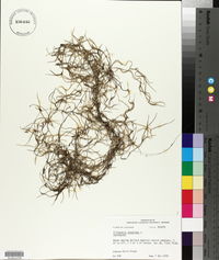 Tillandsia usneoides image