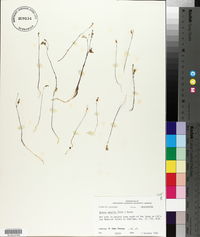 Apteria aphylla image