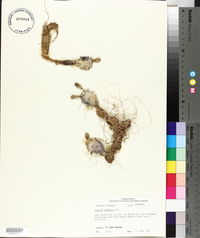 Opuntia mesacantha image