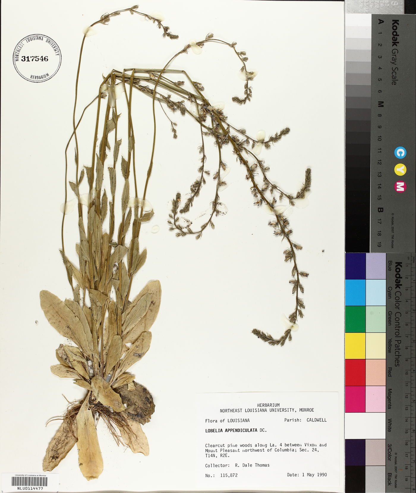 Lobelia appendiculata image
