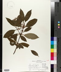 Viburnum cassinoides image