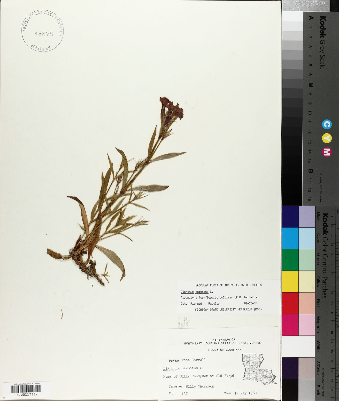 Dianthus barbatus subsp. barbatus image