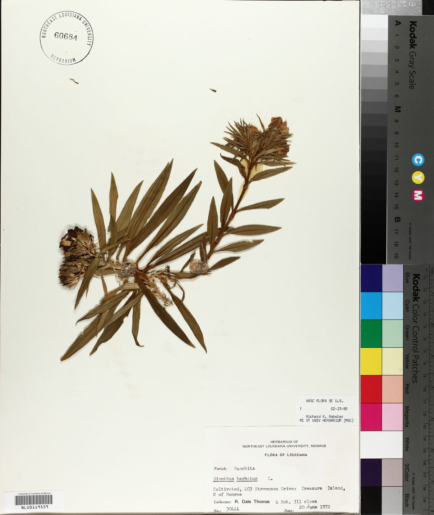 Dianthus barbatus subsp. barbatus image