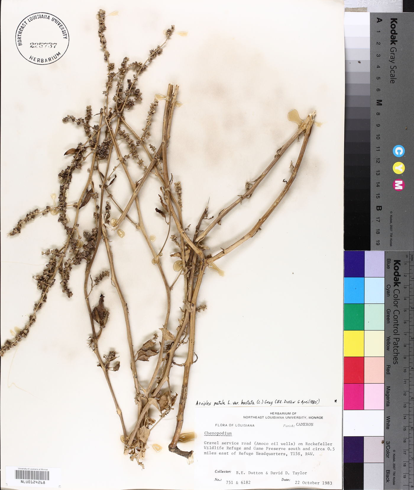 Atriplex prostrata image