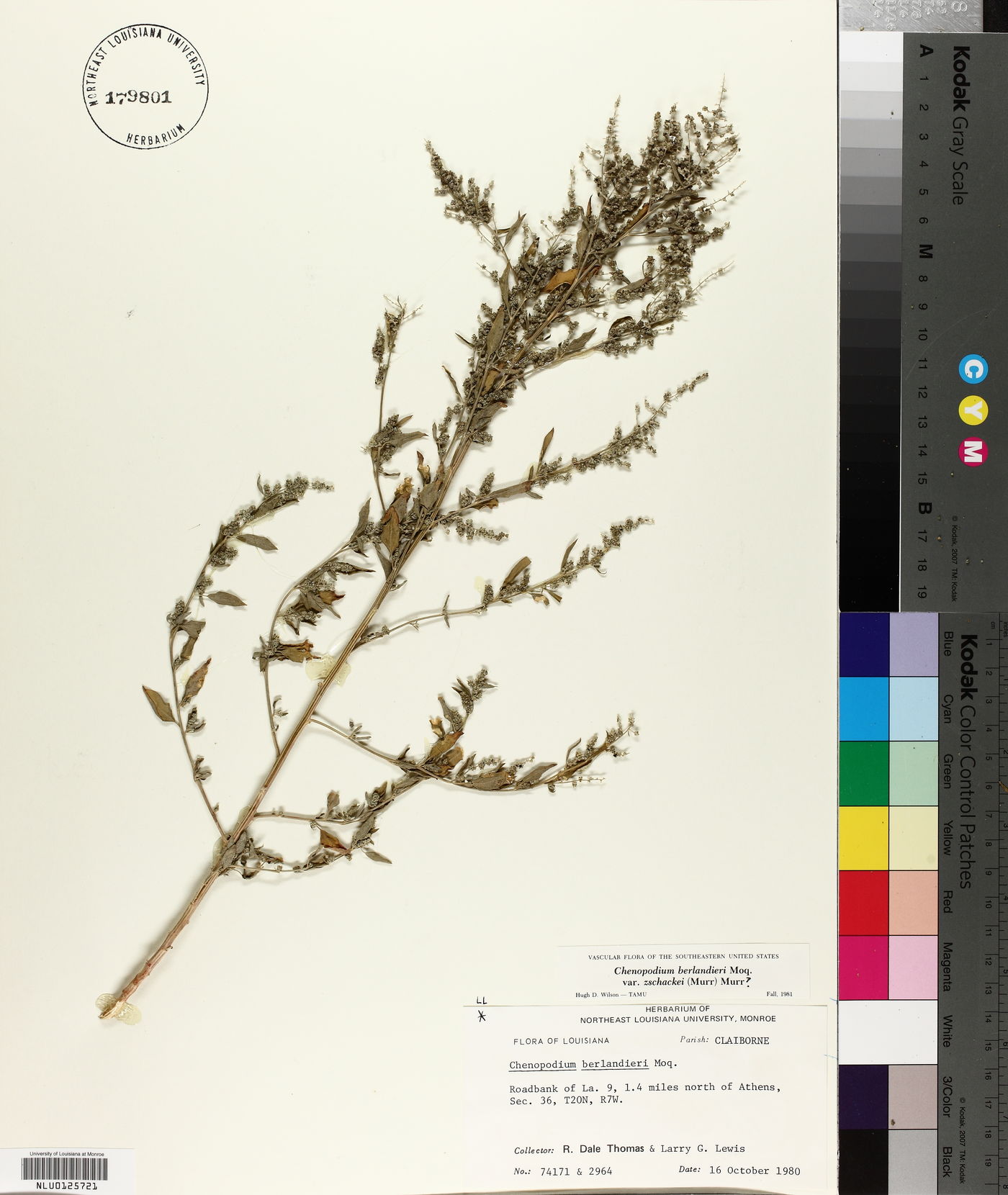 Chenopodium berlandieri var. zschackei image
