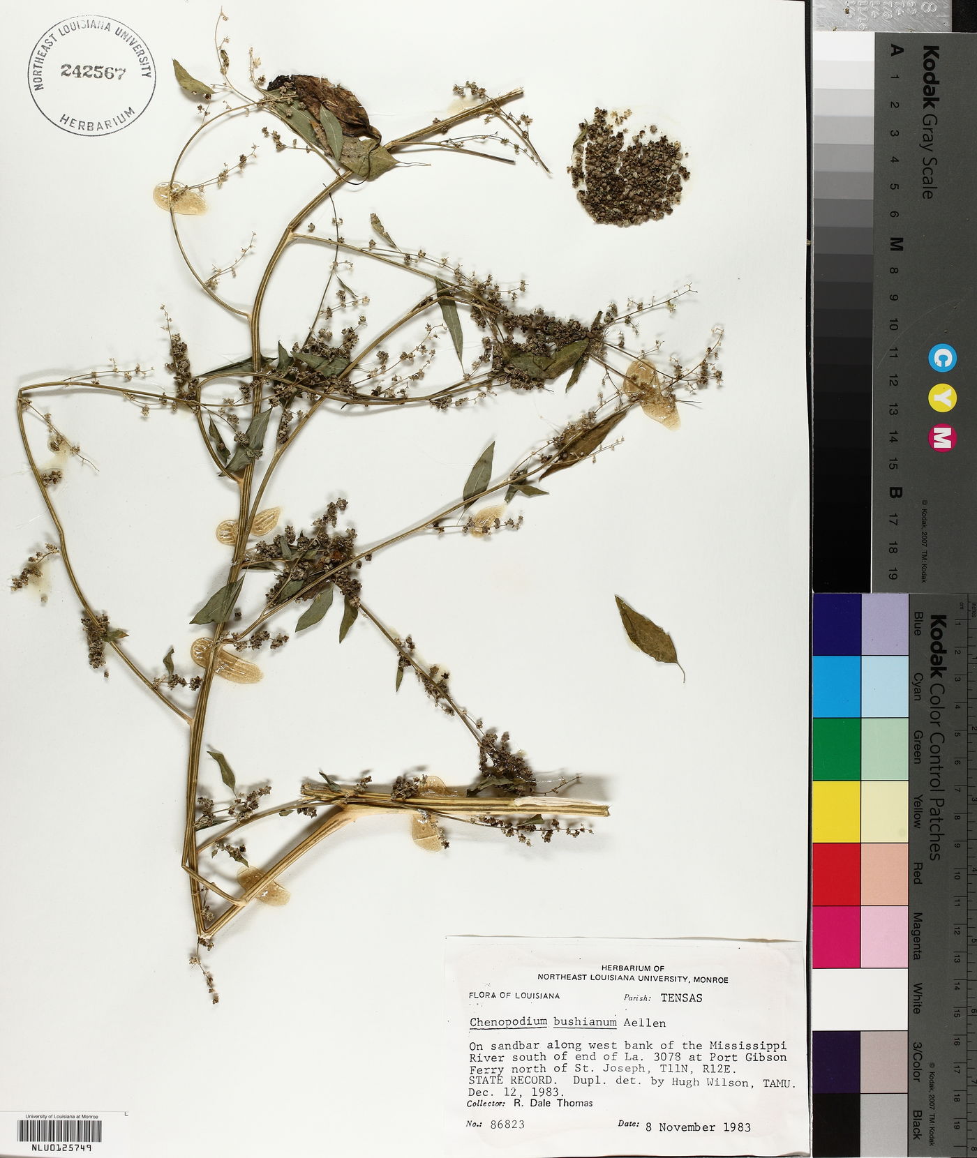 Chenopodium berlandieri var. bushianum image